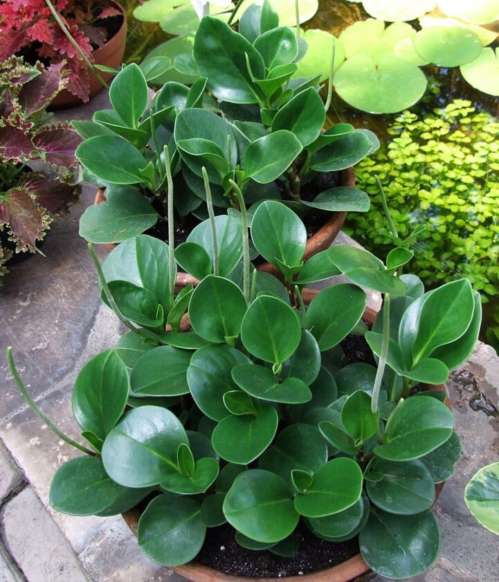 In the Garden: Peperomia is ideal for carefree gardeners